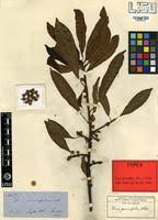 Image result for Ficus persicifolia