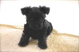 Ain't nothin' but a hound dog! This Is Cooper My 6 Week Old Teacup Yorkie Poo He Is The Cutest Thing Ever Yorkie Poo Teacup Yorkie Yorkie