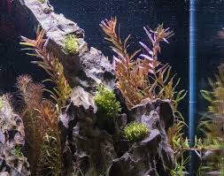 Image result for Rotala filiformis