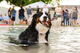 Why buy a bernese mountain dog puppy for sale if you can adopt and save a life? Dog Parks Sacramento Spca