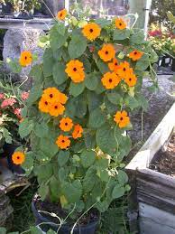 Petal, color, botany, flora, gerbera, flower garden, macro photography, orange. Thunbergia Orange Beauty Is A Climbing Vine That Can Do Well In Full Sun Or Partial Afternoon Shad Climbing Vines Climbing Flowers Perennial Flowering Vines