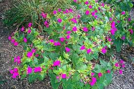 Pin On Organic Gardening