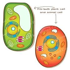 Check spelling or type a new query. Animal Cell Plant Cell Clip Art 30 Piece Set Color Blackline Graphics