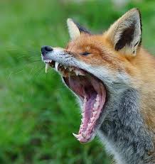 What Sound Does A Fox Really Make Popular Science Yawning Animals Fox Dog Red Fox