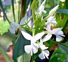 Image result for Habenaria microsaccus