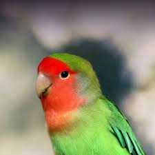 The growth of marketplace sales leaves small business owners asking one question: Peach Faced Lovebird Personality Food Care Pet Birds By Lafeber Co