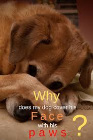 Why Does My Dog Cover His Face With His Paws Dogspaceblog Dog Cover Dogs Paw