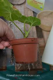Image result for cuttings of geraniums
