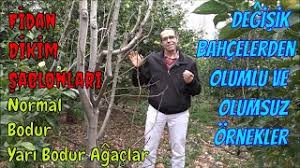 Çevresinde zirai dikilen fidanlar ve ürün toplayan çiftciler var , yani bölge zeytin için uygun.düşüncemde eski ağaçları kökletip odun olarak satmak. Agac Fidan Dikim Araliklari Kac Metre Olmali Youtube