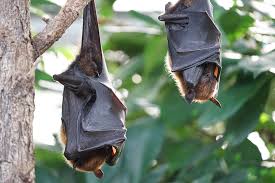 Image result for bat images