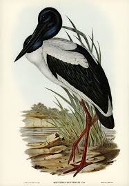 Pin On The Birds Of Australia
