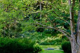 Image result for Cepheus Green 1930 Auburn