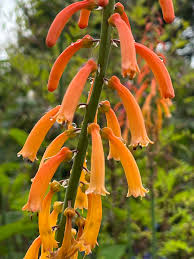 Image result for Kniphofia thomsonii