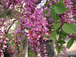 Image result for Millettia