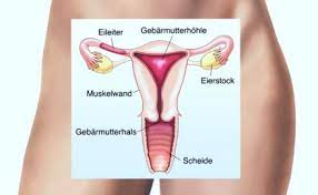 Eierstocke Funktion Aufbau Beschwerden Gesundpedia De