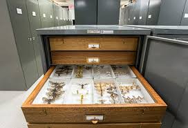 Image result for Entomology Studies