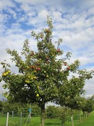 Quand Recolter Les Poires Jardinage Terrasse Jardin Fruitier Fruitier