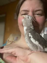 Any experience with Squawk Box toys for cockatiels and conures?