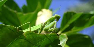 But, if a mantis is hungry and a hummingbird comes into its range, it will likely strike out with its strong forearms and catch the little bird. Can A Praying Mantis Kill A Hummingbird Protect Your Hummingbirds Birdwatching Buzz