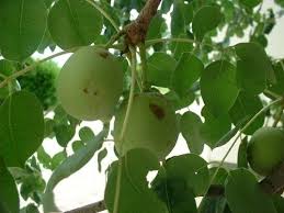 Image result for Sclerocarya birrea