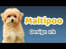 Maltipoo Karakteri Egitilebilirlik Durumu Yasam Kosullari Cocuklarla Iletisimi Bakimi Youtube