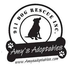 How many dogs can you adopt at cleveland apl? Amy S Adoptables 911 Dog Rescue Cleveland Dog Rescue And Adoption