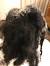 Severely Matted Hair