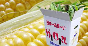 楽天市場 極みの甘さ とうもろこし 嶽きみ 送料無料 青森県が誇るブランド とうもろこし 嶽きみ10本 トウモロコシ だけきみ かめあし商店 トウモロコシ とうもろこし 青森