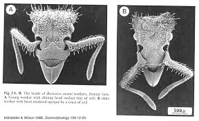 Image result for Antrophyum mannianum