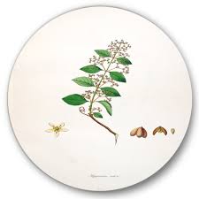 Image result for Hippocratea indica