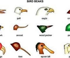 The natural selection gizmo allows you to play the role of a bird feeding on peppered. L9shicfutrqafm