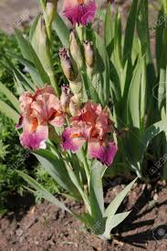 Goddess of flowers and plants. Iris Is A Genus Of Species Of Flowering Plants With Showy Flowers It Takes Its Name