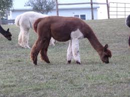 Pin On Alpaca Adventures