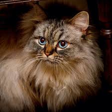 Is that even true when it comes to burmese cats? 10 Long Haired Cats Maine Coon Norwegian Forest And More