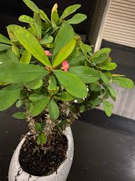 The 3 best free plant identification apps of 2020 for dayton gardeners. Pretty Spiky Plant What Is It Located In Central Queensland Australia Whatsthisplant