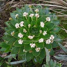 Image result for Valeriana capensis