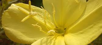 Image result for Vepris drummondii