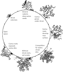 Wade davis is a professor of anthropology, the b.c. Community Level Processes Chapter 4 The Nature Of Plant Communities