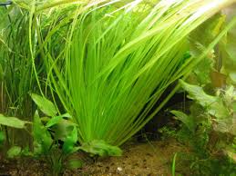 Image result for Blyxa aubertii