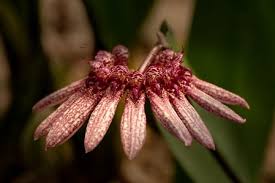 Image result for Bulbophyllum longiflorum