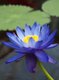 Nymphaea Gigantea Australian Blue Waterlily Nymphaceae Lily Plants Flower Seeds Flowers For Sale