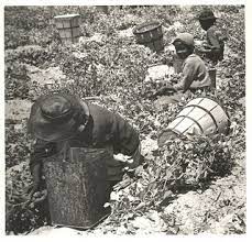 Crop Lien System Ncpedia