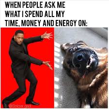 18 Animal Memes To Start The Day With A Big Smile Funny Animal Photos Funny Animals German Shepherd Memes