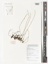 Image result for Bulbophyllum encephalodes