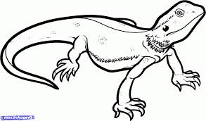 Simple Lizard Drawing Drawing Art Gallery Dragon Coloring Page Coloring Pages Cat Coloring Page Here are some easy steps you can follow to learn to draw your very own lizard! simple lizard drawing drawing art