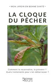 La Cloque Du Pecher Jardin Fruitier Peche Pecher Arbre