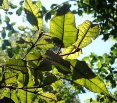 Image result for Trichocladus