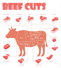 Vector Beef Cuts Chart And Pieces Of Beef Used For Cooking Steak