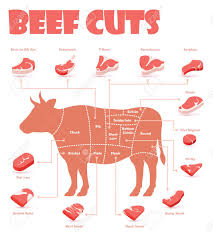 vector beef cuts chart and pieces of beef used for cooking steak