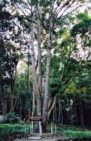 Image result for Marquesia acuminata